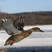 Mallard